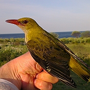 Eurasian Golden Oriole